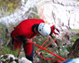 Canyoning  aan het Garda Meer Italie Torrente Aviana 3