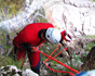 Canyoning Torrente Aviana am Gardasee